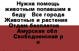 Нужна помощь животным попавшим в беду - Все города Животные и растения » Отдам бесплатно   . Амурская обл.,Свободненский р-н